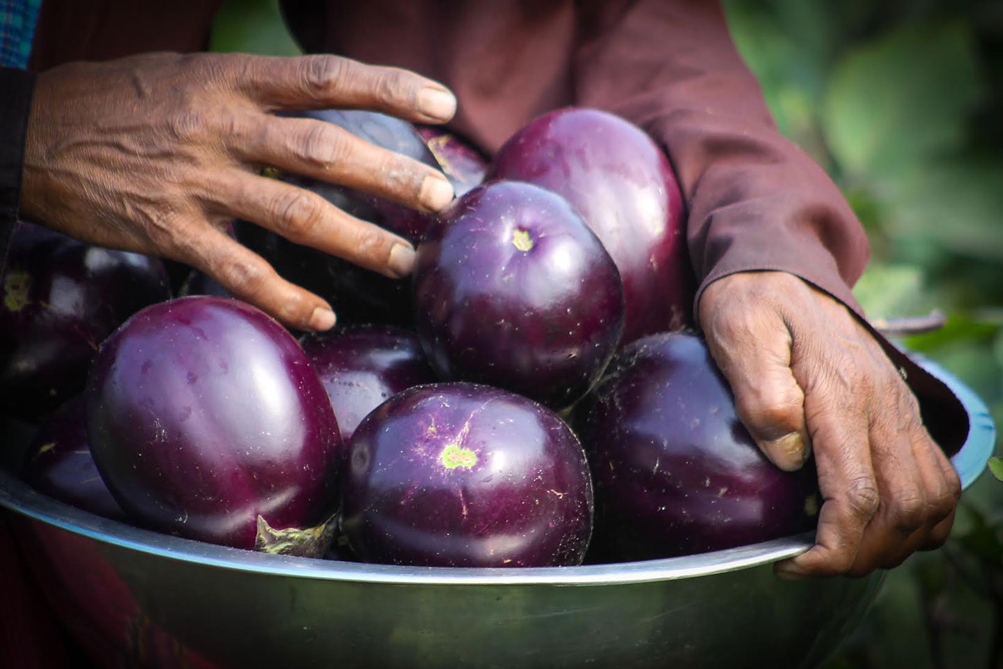 GMO eggplants in Bangladesh.