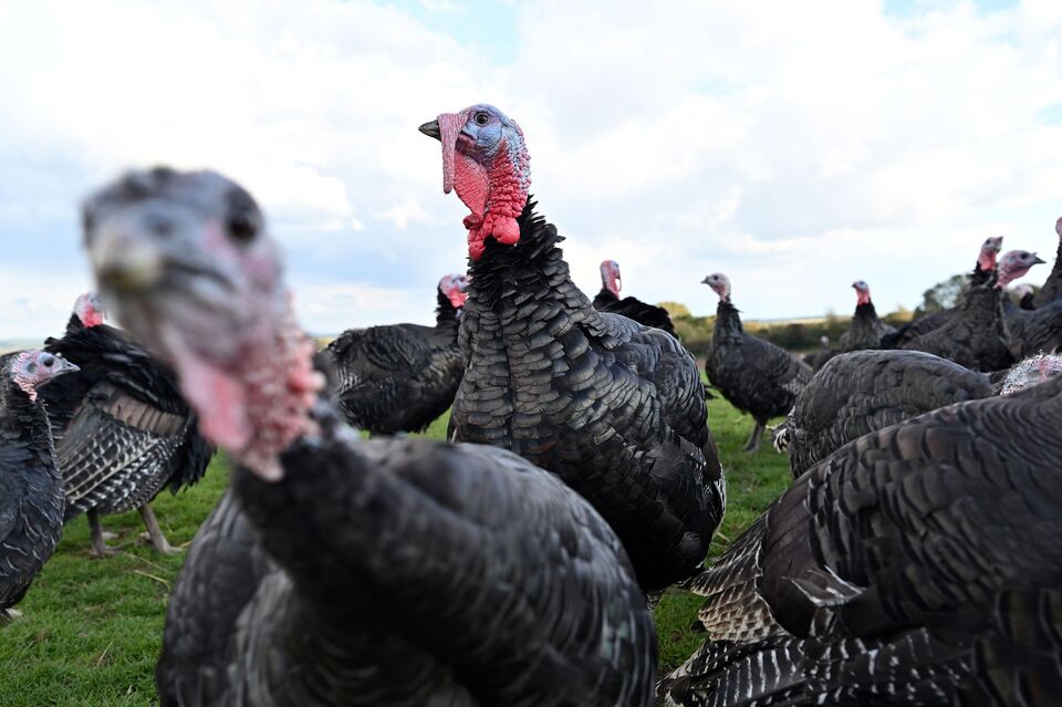 Frozen Turkey Prices Surge 16 as Flu Culls UK’s HighEnd Birds Bloomberg