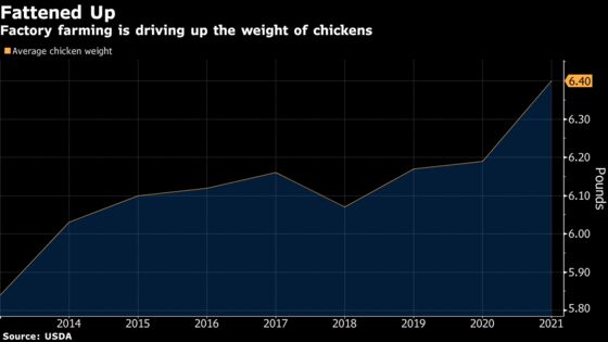 White Striping Disease Hits 99% of U.S. Supermarket Chicken, Study Finds