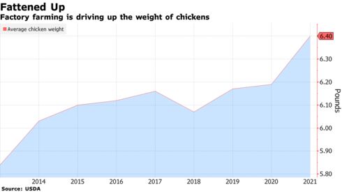 Factory farming is driving up the weight of chickens