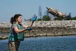 Workers with the Billion Oyster Project place shells in the waters near Brooklyn in 2018. The nonprofit aims to rebuild New York Harbor’s&nbsp;oyster population as a means of improving both water quality and flood resilience.&nbsp;