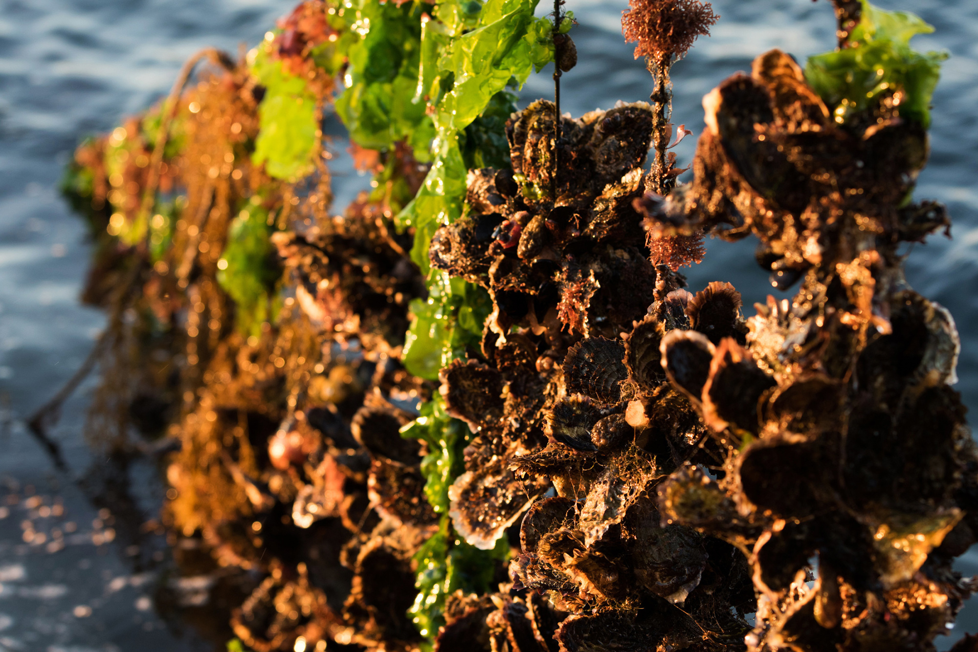 The World of Oysters How South Korea's Sea Farms Feed Global Appetites