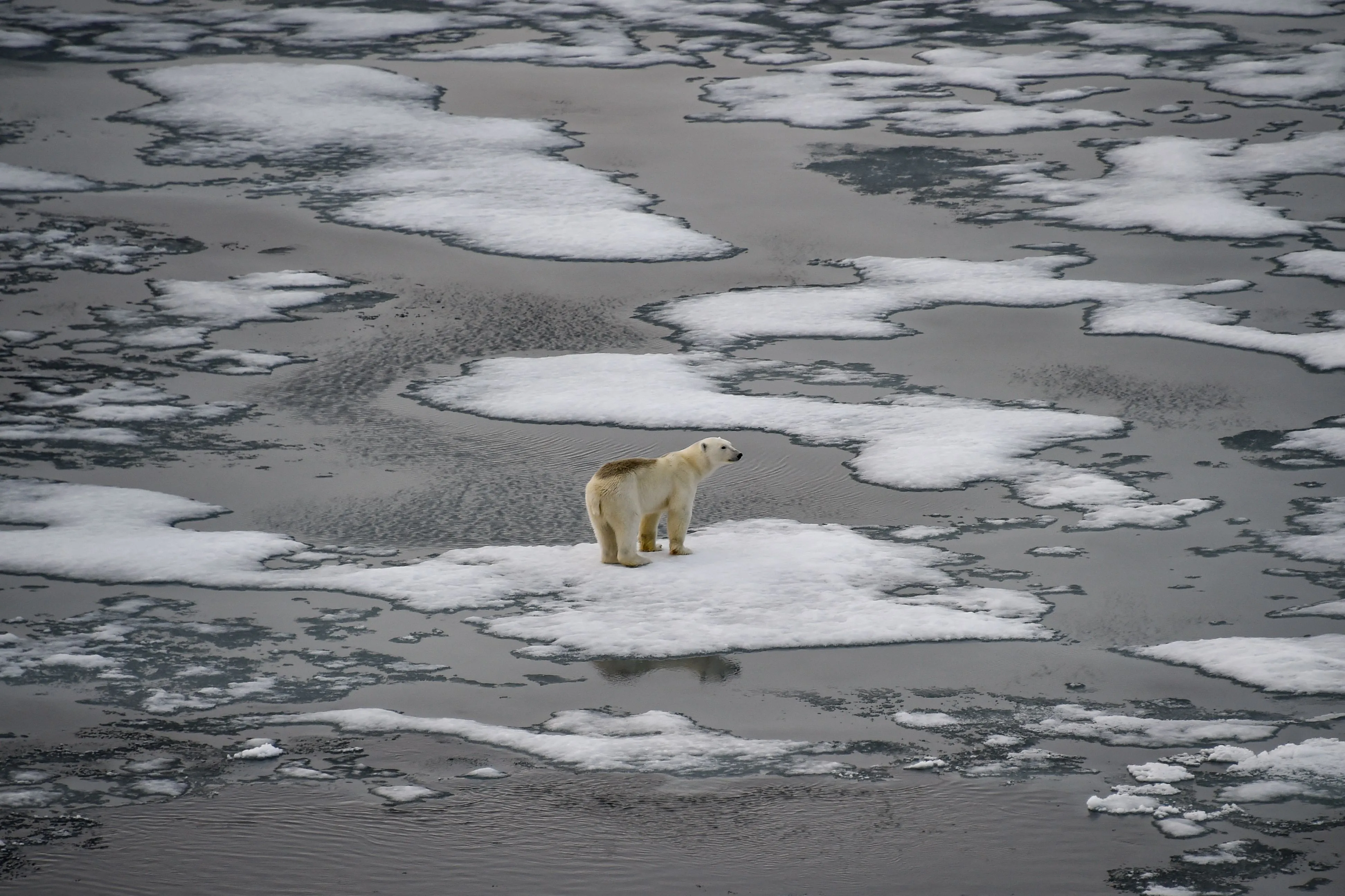 A polar bear on ice floes off Russia’s&nbsp;Franz Josef Land archipelago.