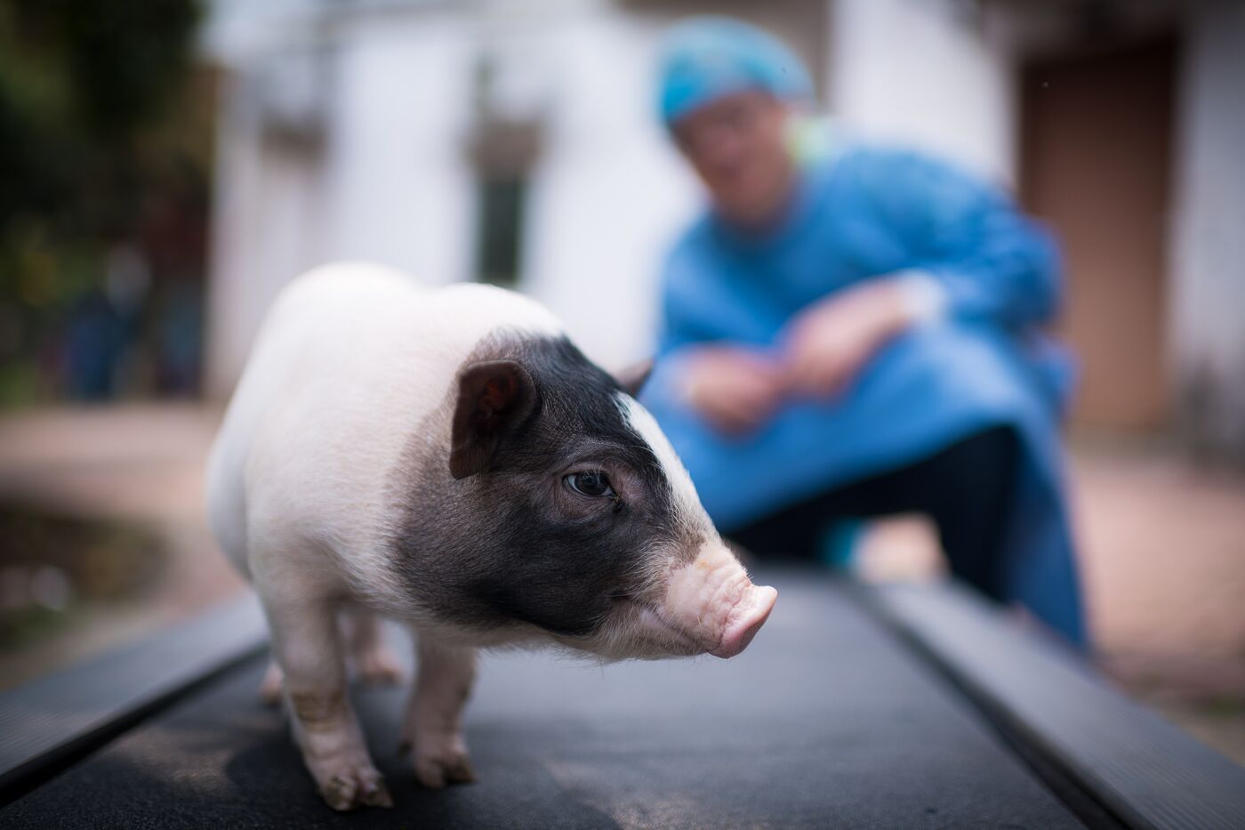 Scientists create world's 1st model of Huntington's disease in pigs