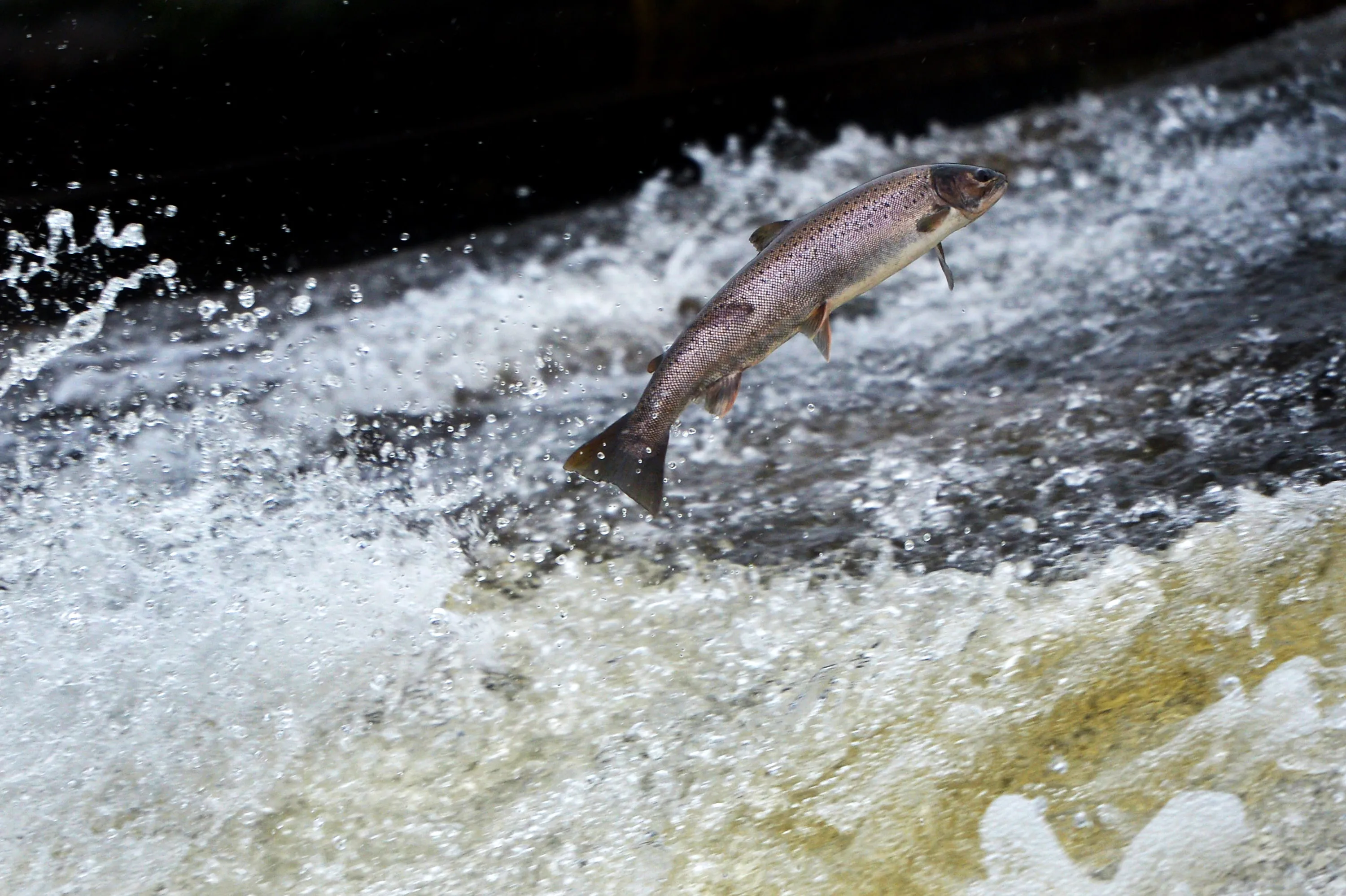 Atlantic salmon travel between the sea and rivers to breed and are a classic part of the UK's river life.