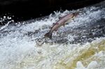 Atlantic salmon travel between the sea and rivers to breed and are a classic part of the UK's river life.
