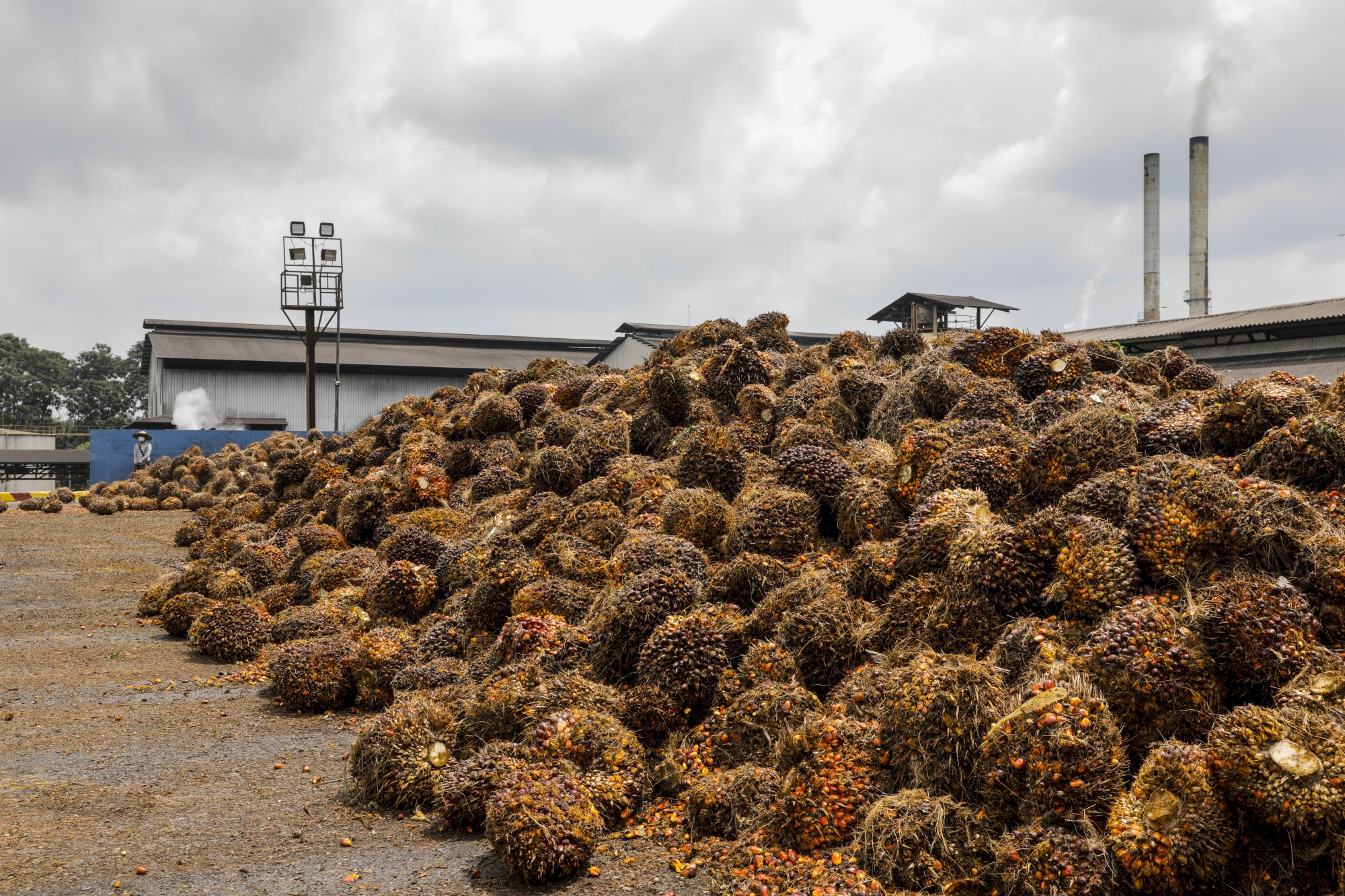 US Blocks Palm Oil Imports From Malaysias FGV On of Worlds Top Producers  pic