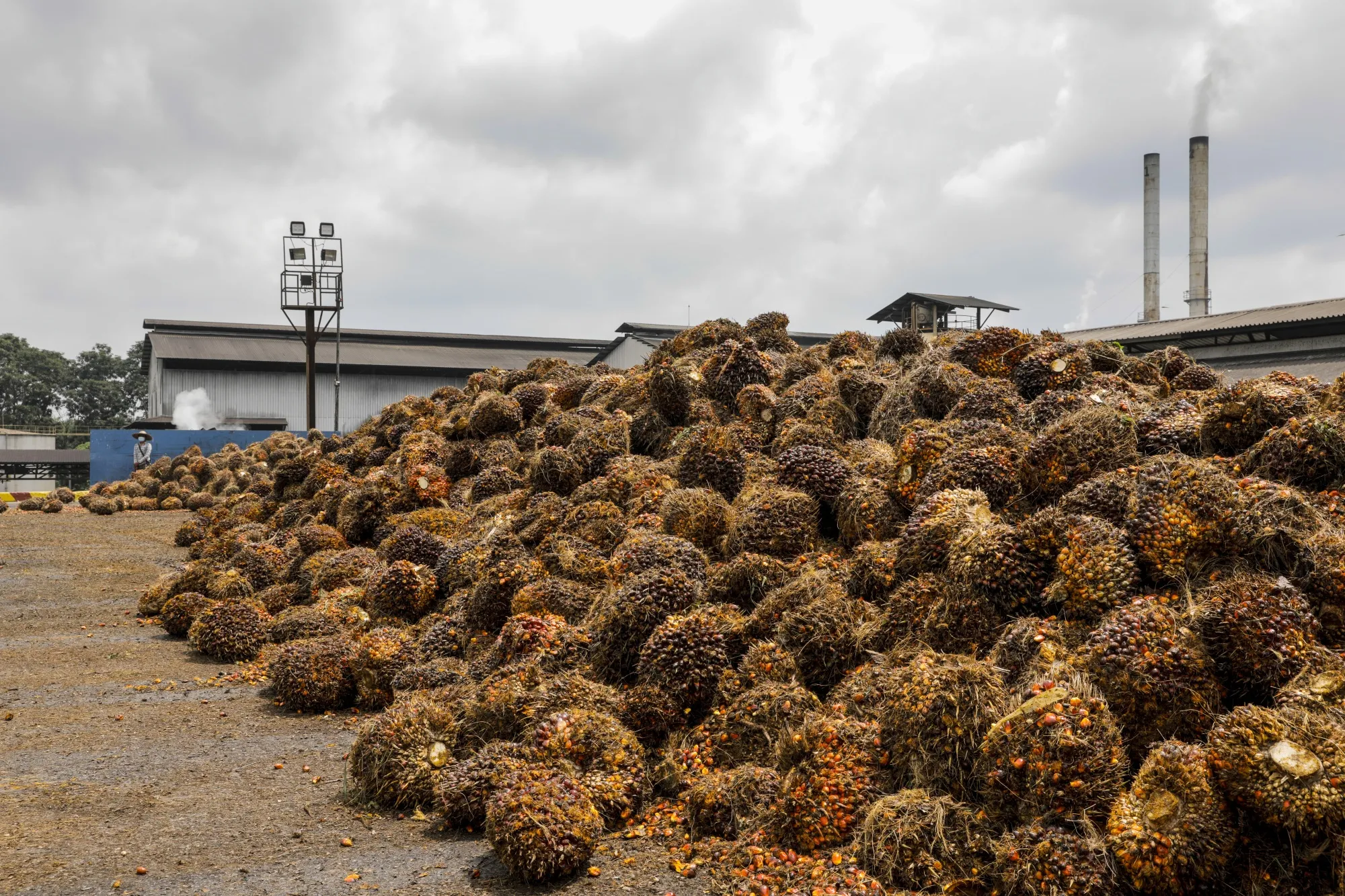 Operations at the IOI Group's Gomali Oil Mill and Palm Plantation