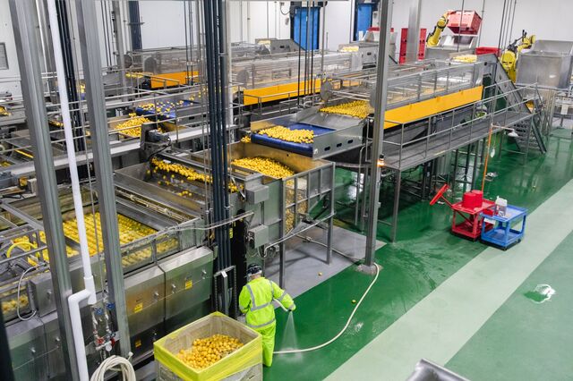 A worker sprays water on the floor as lemons move along a conveyor belt into a washing bin. 