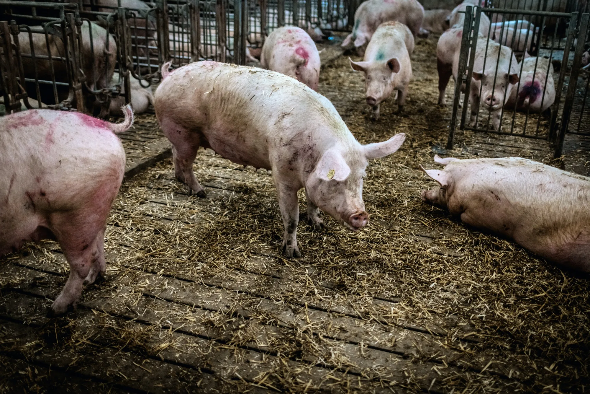 The CO2 it produces can be used to stun pigs and chickens for slaughter.
