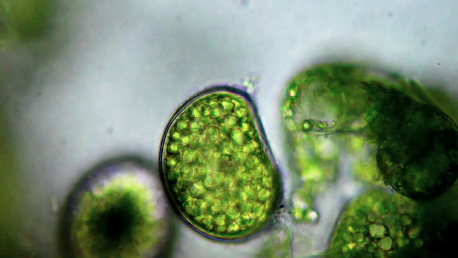 Watch How DNA Could One Day Rebuild Cell Phones - Bloomberg