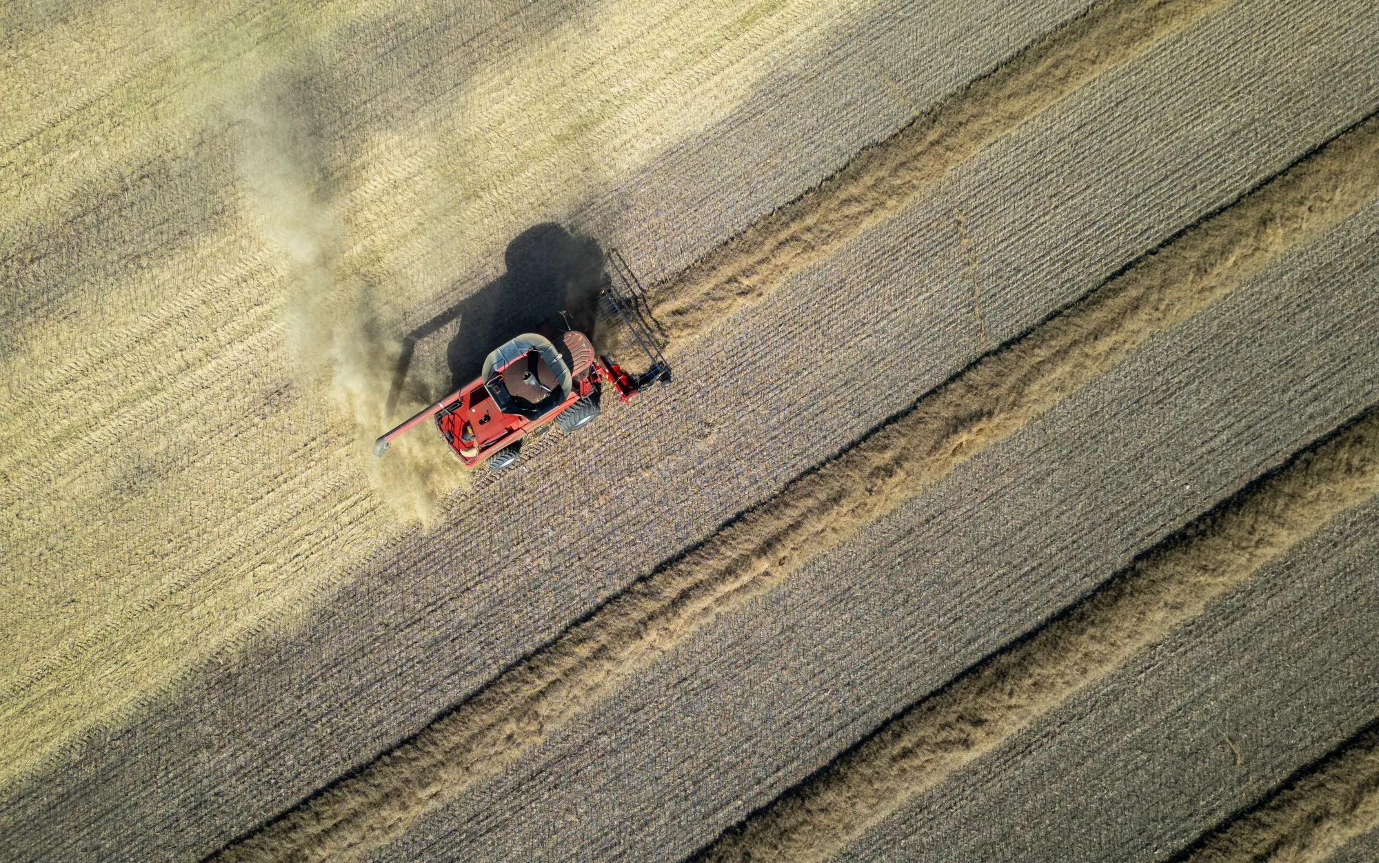 Canada was China’s top supplier of canola in 2024.