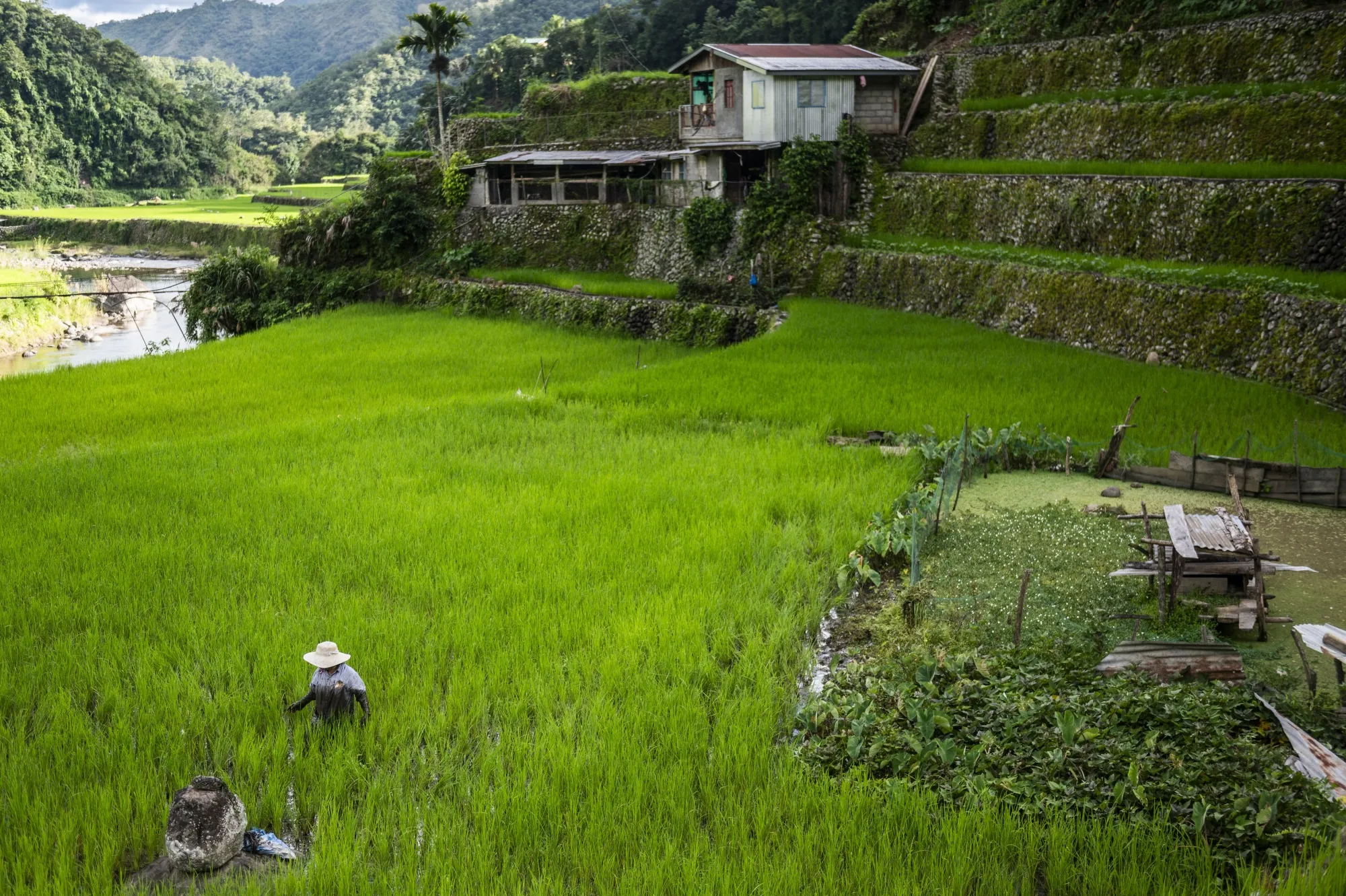 Rice fields emit methane, a greenhouse gas 80 times more potent than carbon dioxide.&nbsp;