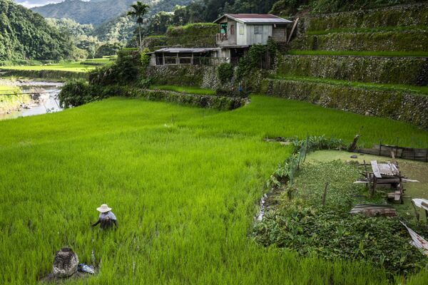 Rice Terraces in The Philippines as President Marcos Wants Philippines' Rice Output Raised