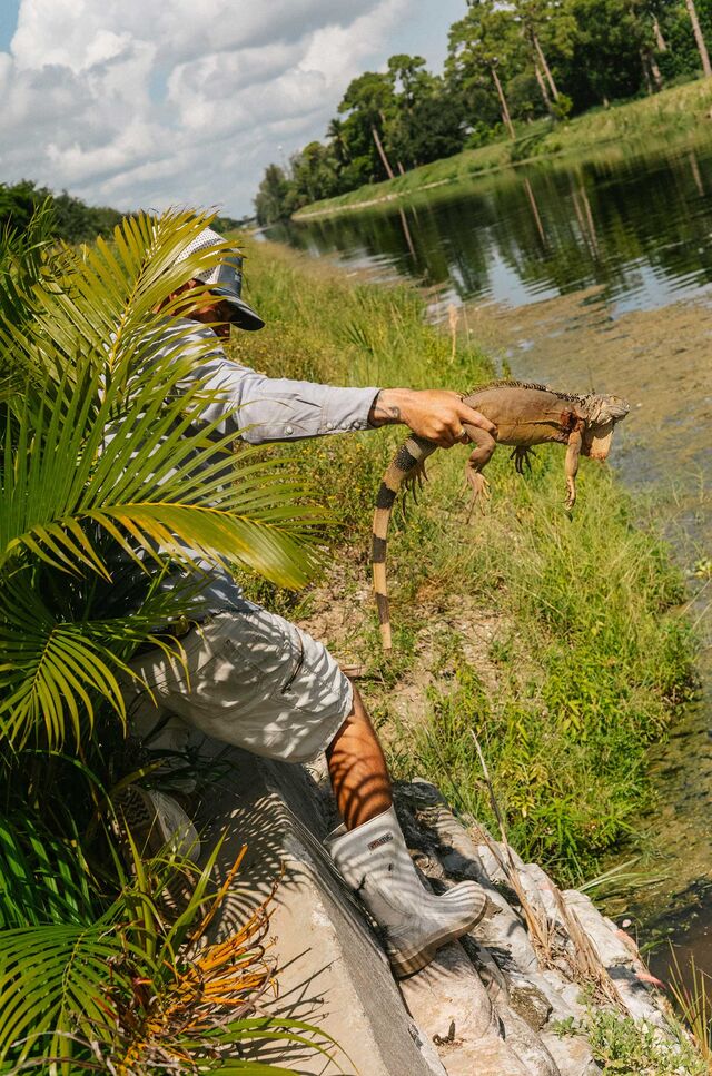 Iguanas gathered from the hunt.