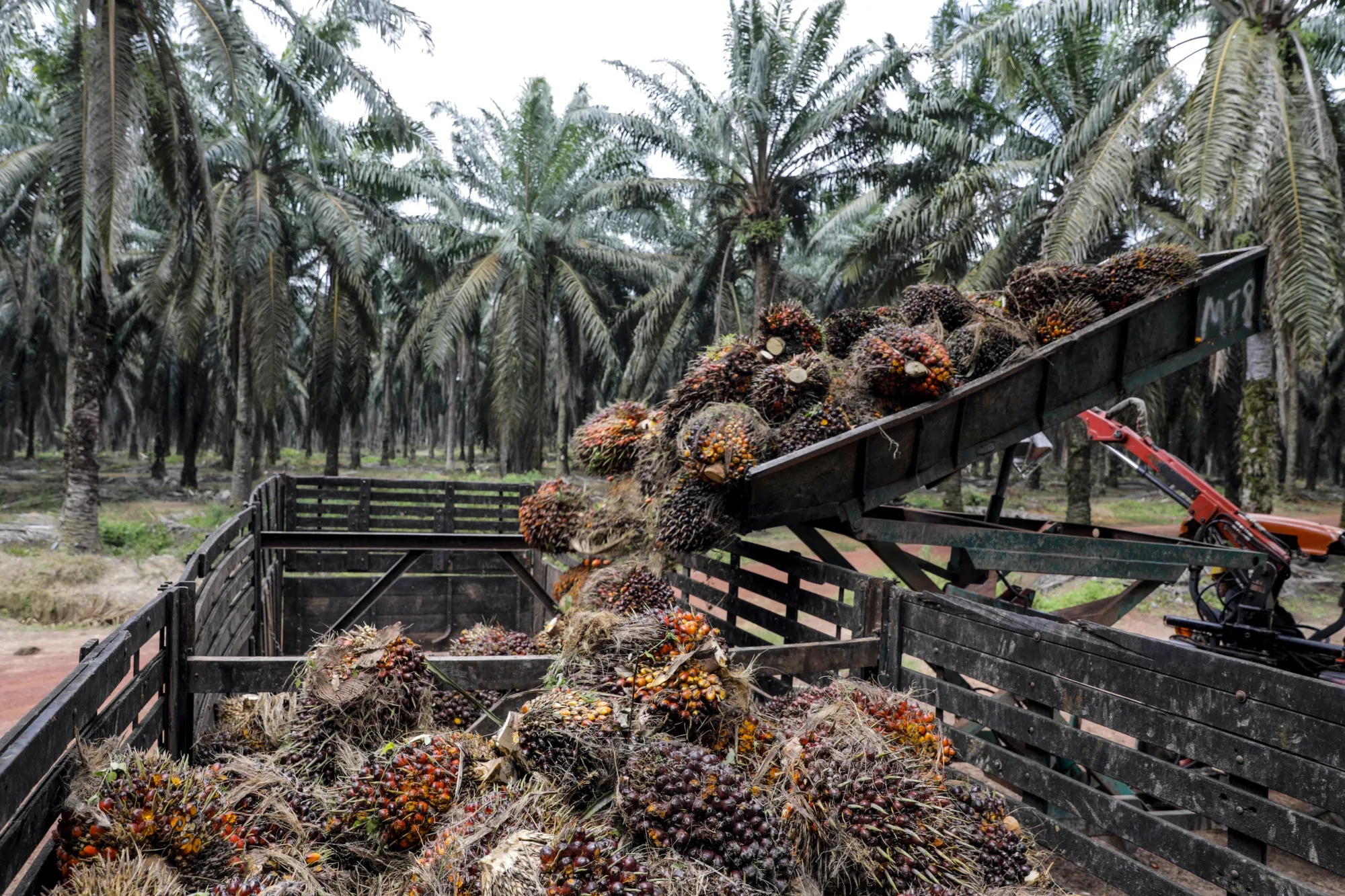 Harvested palm oil fruit bunches are loaded into a truck&nbsp;in Johore, Malaysia.