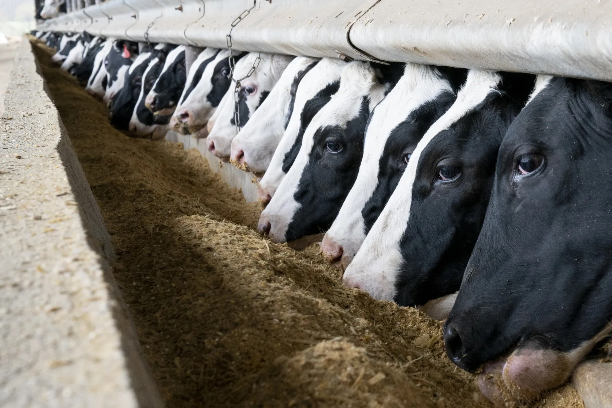 Dairy Cows Feeding