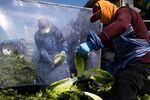 Immigrant Agricultural Workers Critical To U.S. Food Security Amid COVID-19 Outbreak