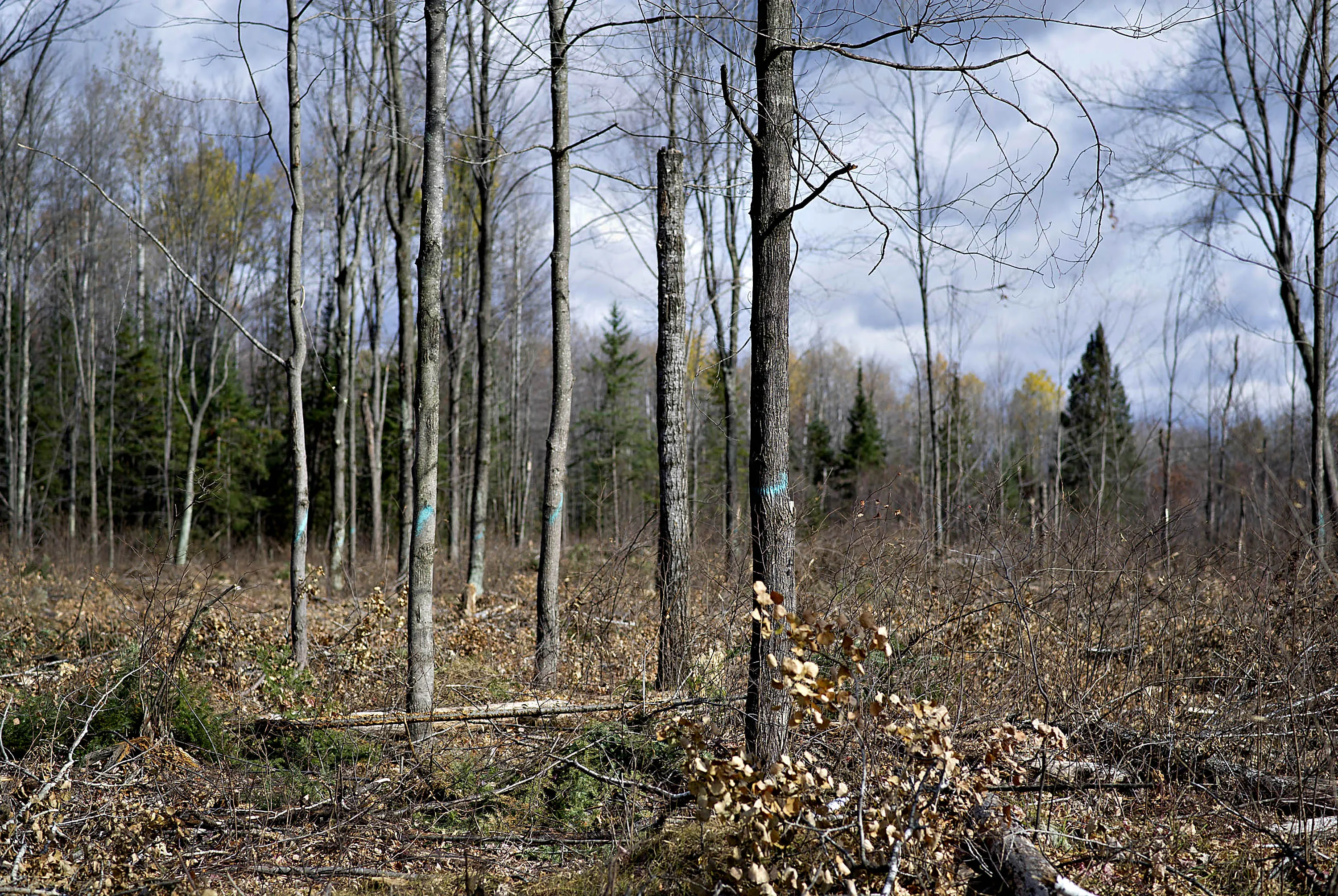 State forest land near Little Rice, Wis.
