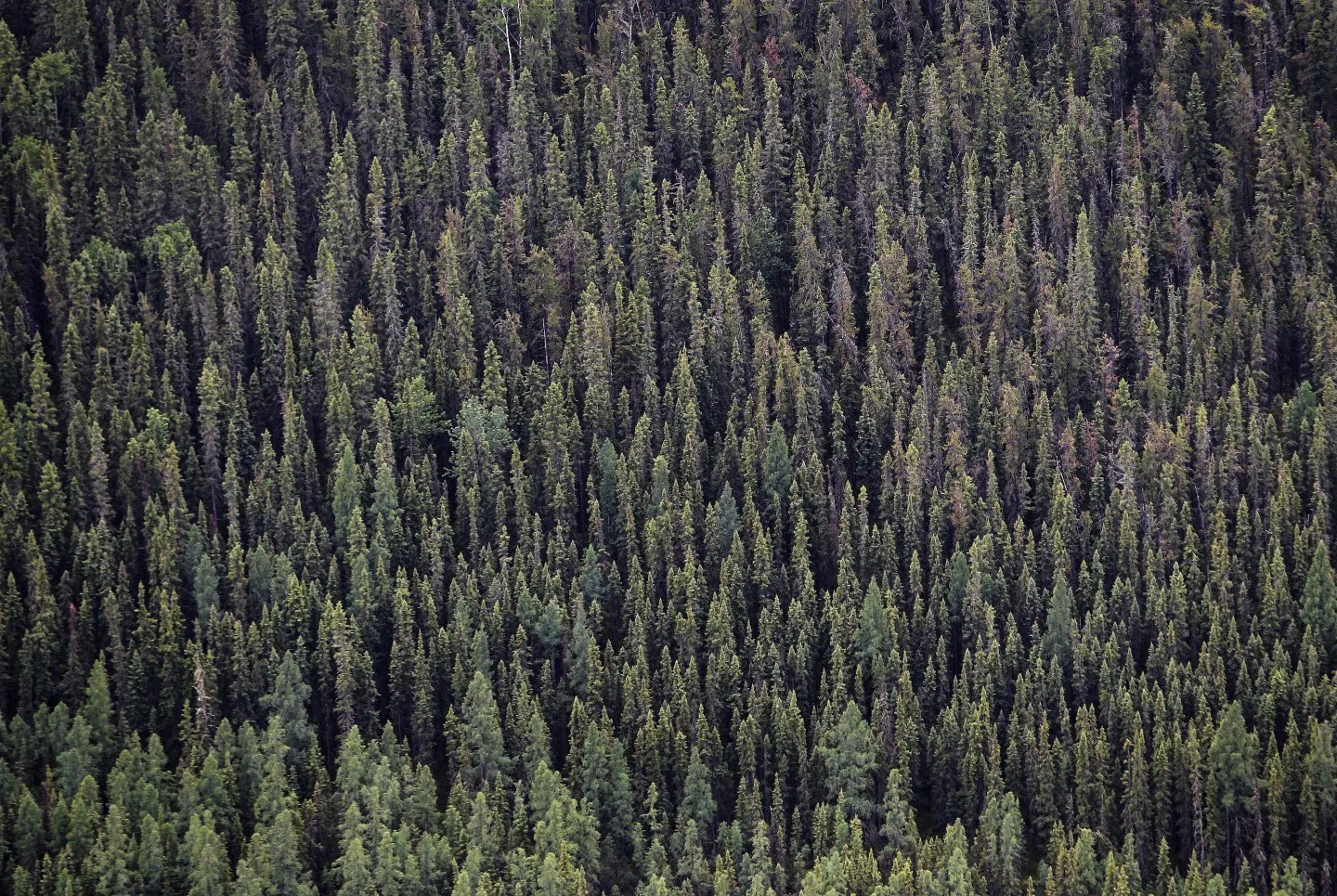The boreal forest north of Fort McMurray, Alberta, Canada in 2014.