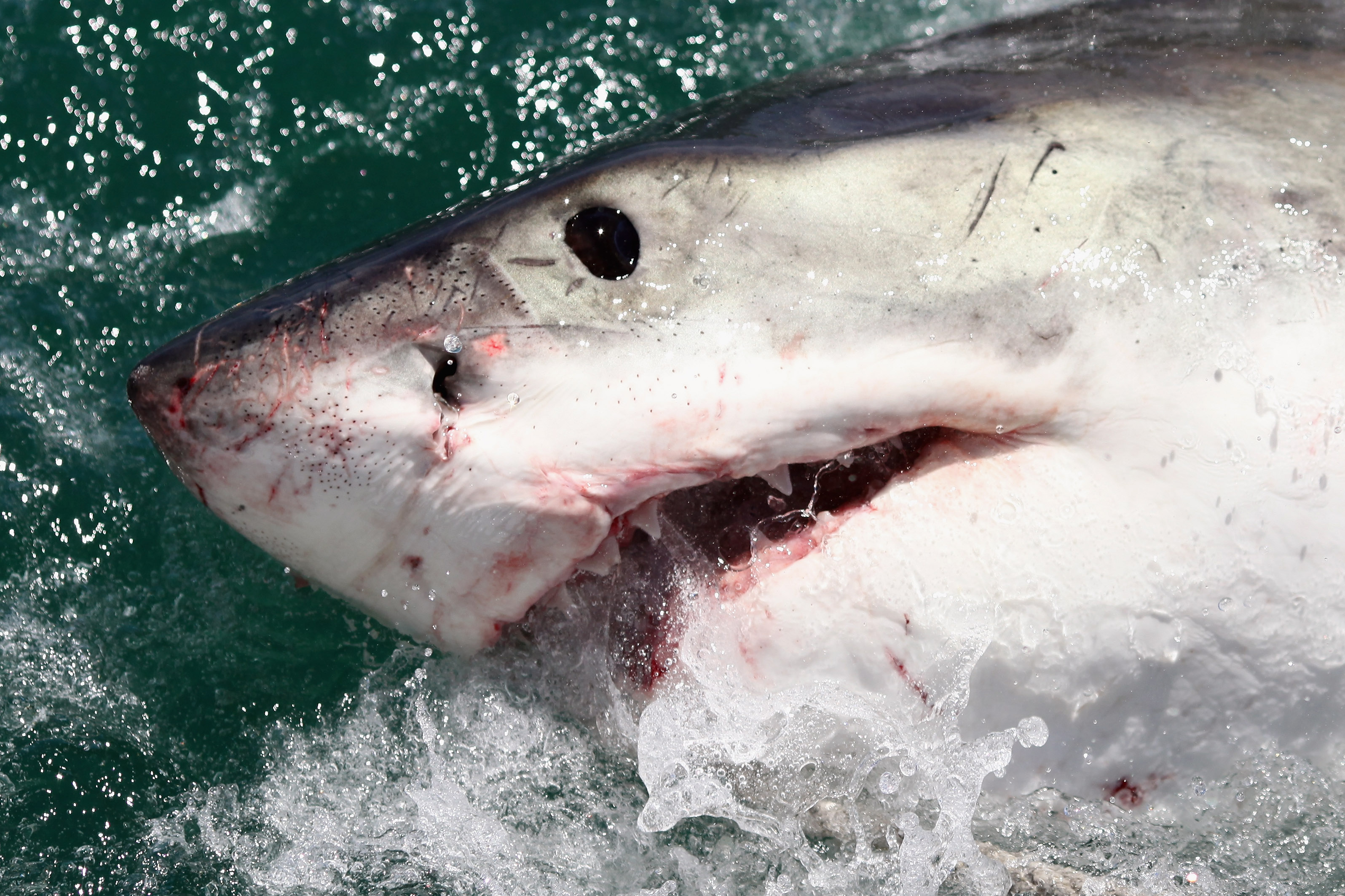 Shark Attack Travel Game Milton Bradley- Works -missing 1 Fish