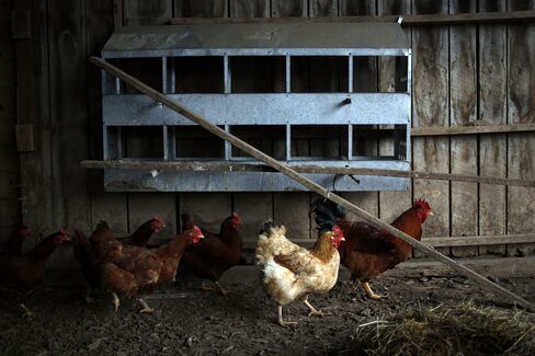 Chicken Cages