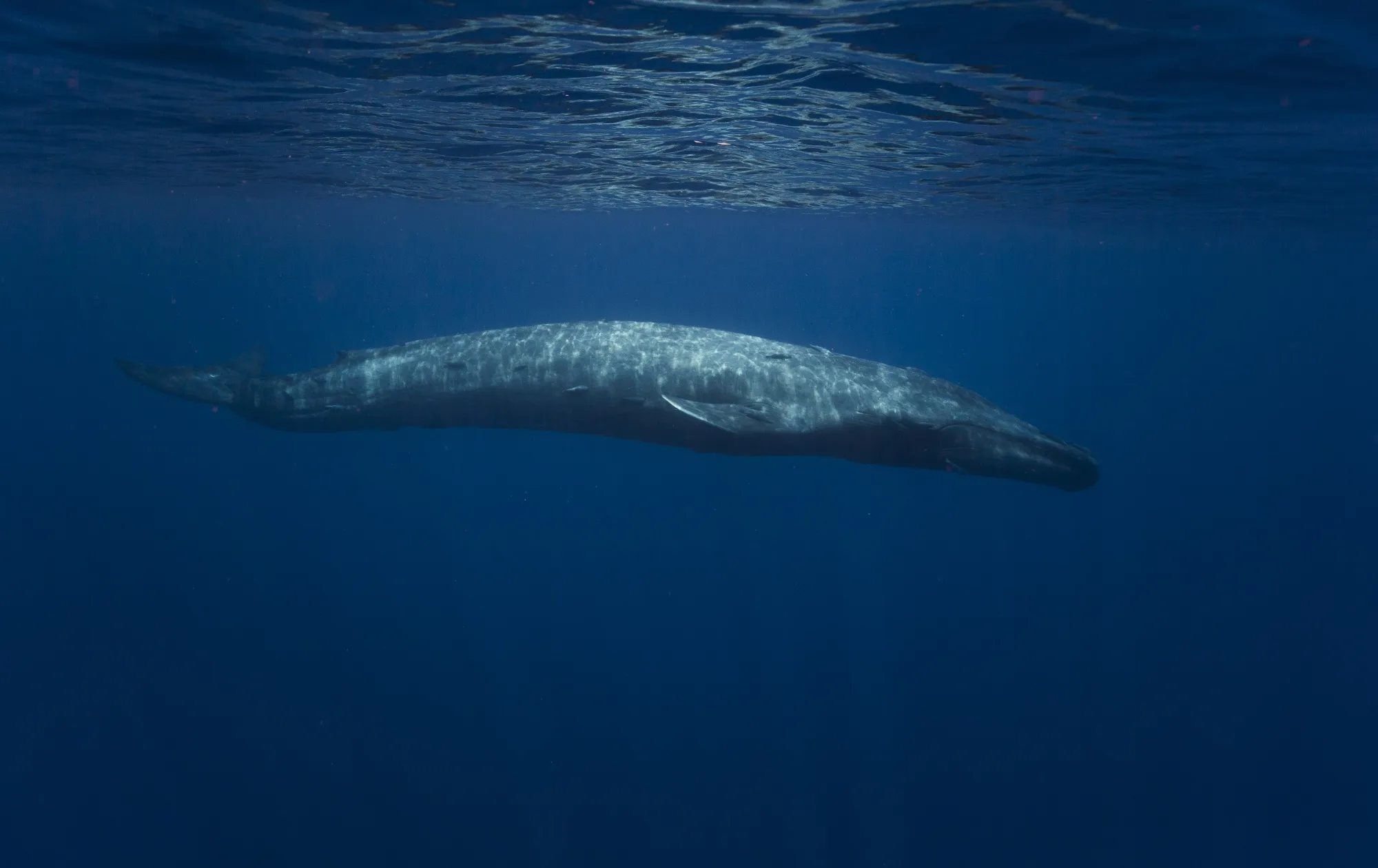 A High Seas Treaty could provide protected areas for whales and other species.&nbsp;&nbsp;