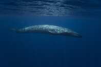 RF - Blue Whale