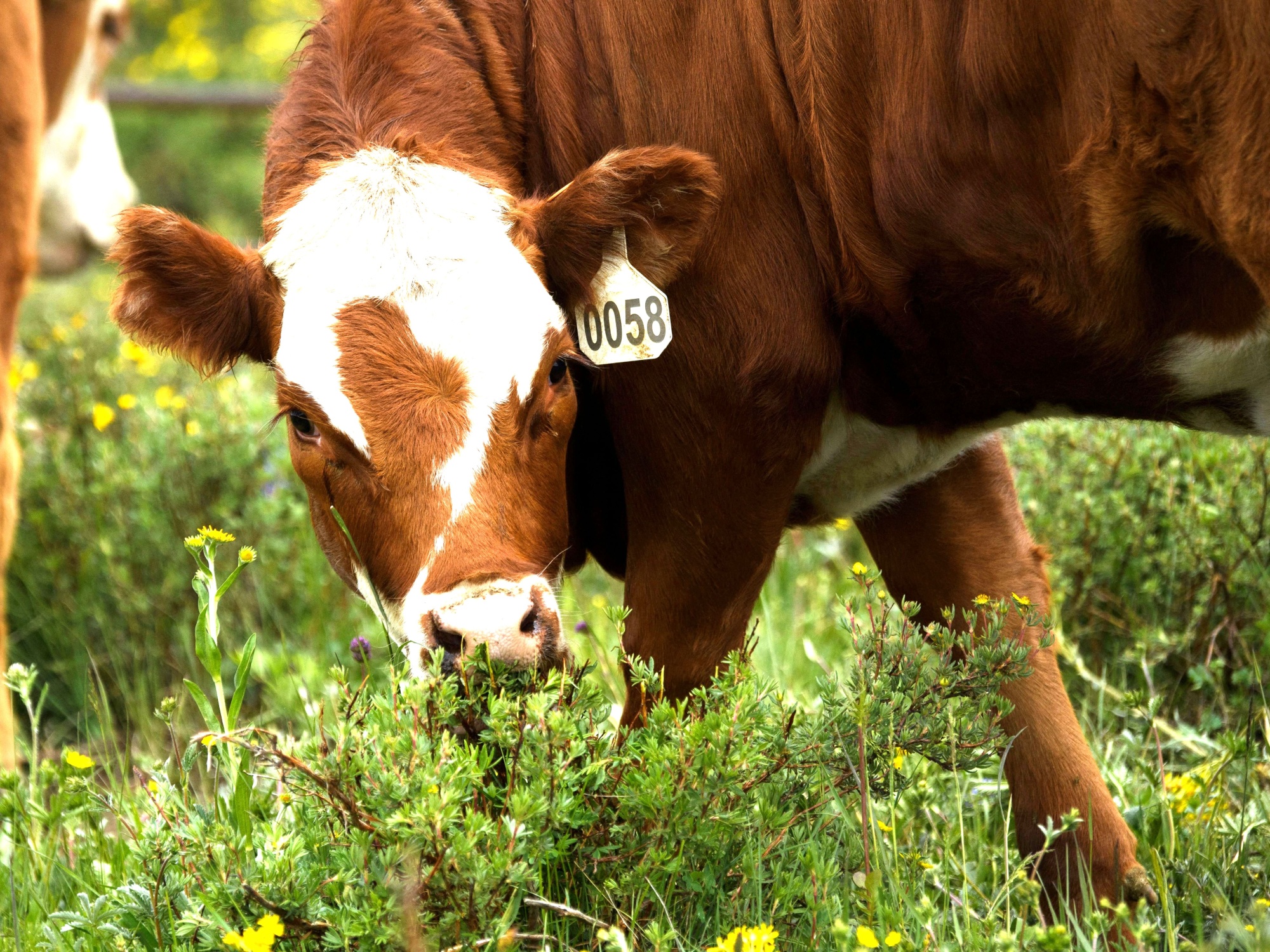 Can Cows Eat Mint? A Surprising Truth Unveiled!