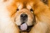Inside The Westminster Kennel Club Dog Show