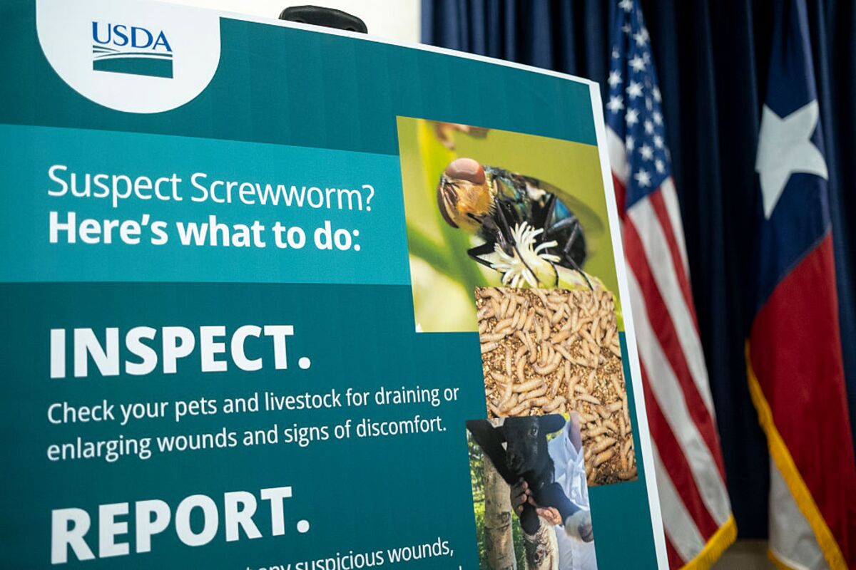 Screwworm Treatment for Pets Receives Emergency FDA Approval