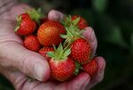 A Strawberry Harvest As Northern Manitoba Faces Adverse Dryness