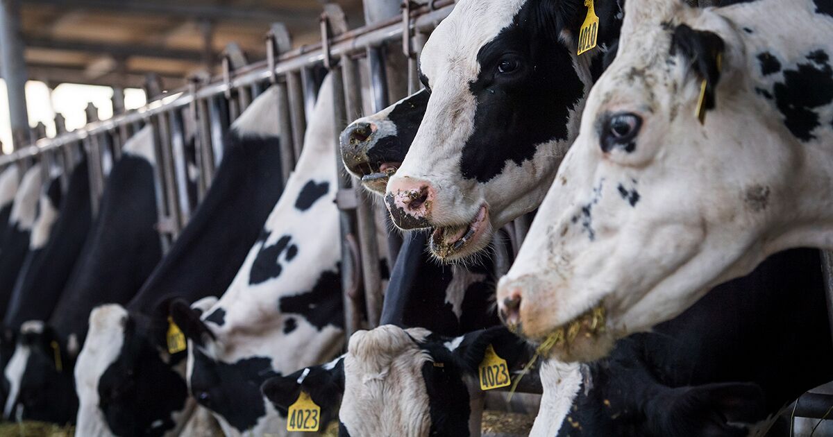 Land O’Lakes Warns of Shrinking Margins for America’s Dairies Bloomberg