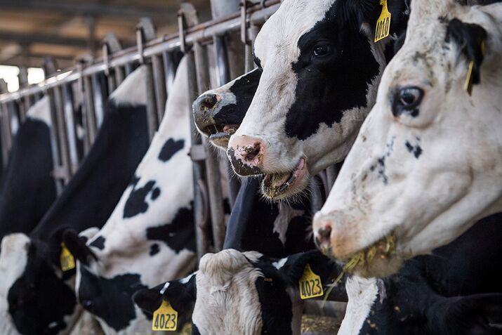 1720_BIZ_ANIMALFEED_000_FB