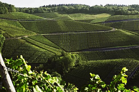 The output of the Ahr region's pinot vineyards is tiny, and few of the wines are exported. The best ones come from the steepest, south-facing slopes that get the most sunshine.