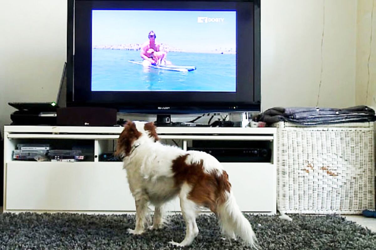 do dogs really like dog tv