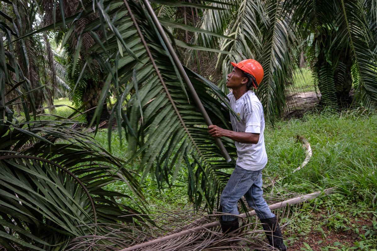 Myanmar’s Fast-Food Boom Is Boosting Palm Oil - Bloomberg