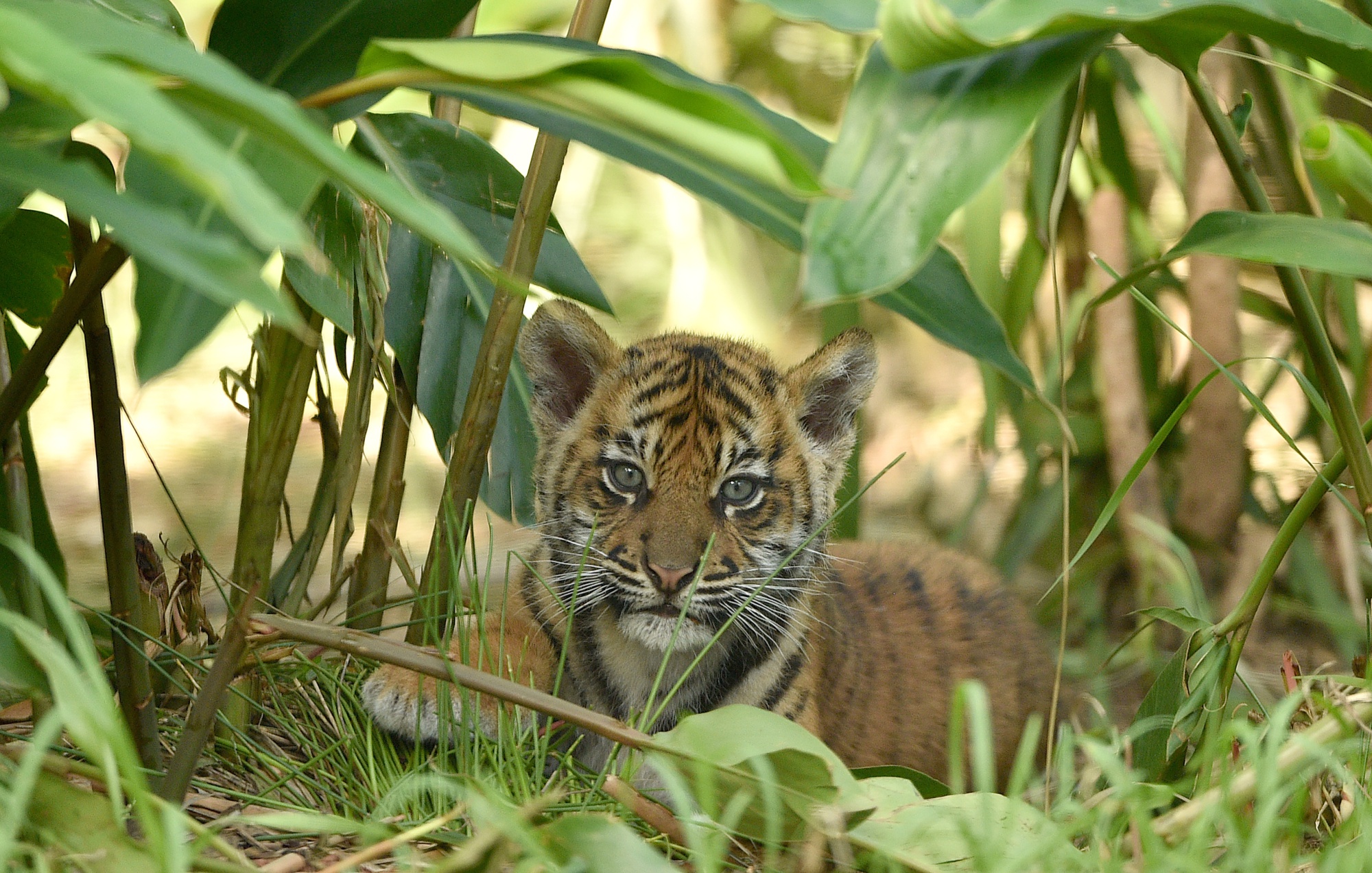 Three Rare Tiger Cubs Debut at Taronga Zoo Sydney