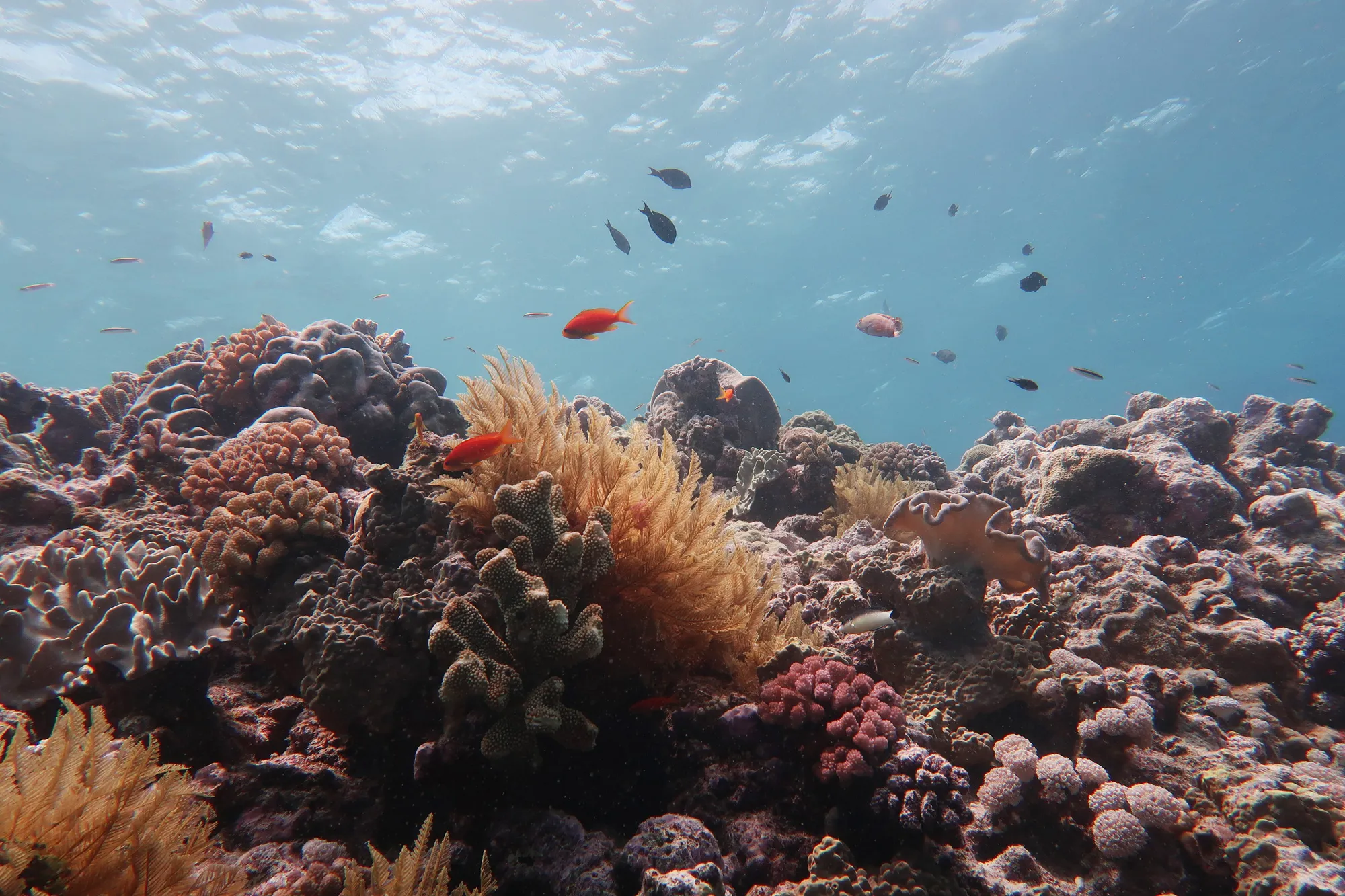 Climate Change is Killing Corals in Australia's Great Barrier Reef ...