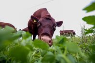 U.K. Cattle Farming as Australia Trade Deal Sparks Anger