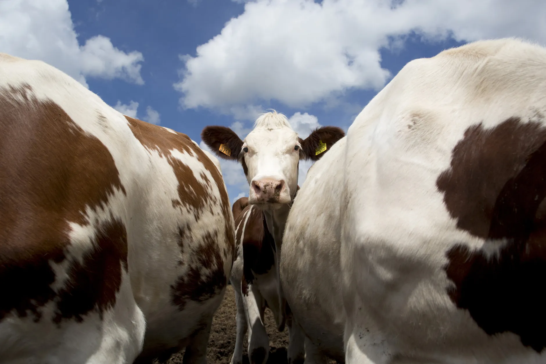 Inside The Khishigten Nuudelchin LLC Dairy Farm