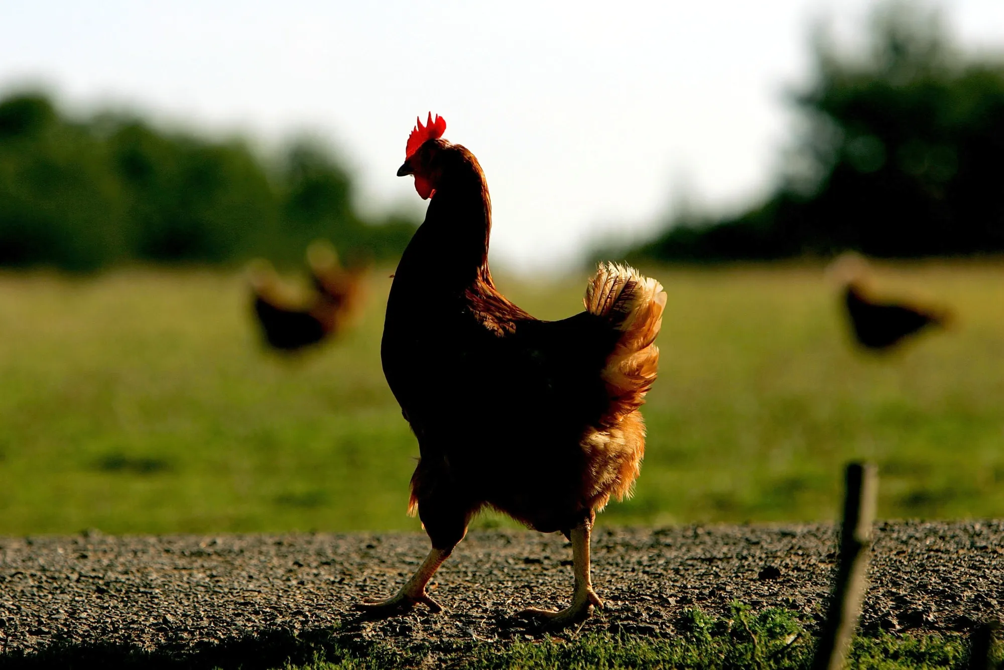A free-range chicken.