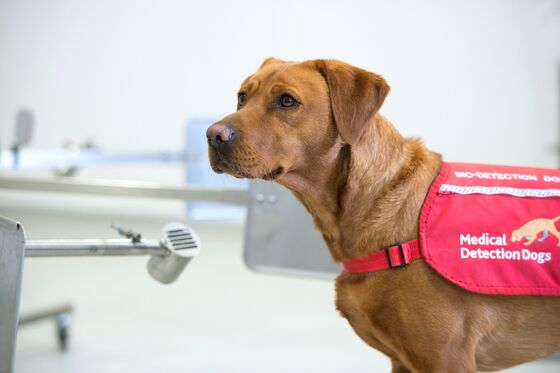 Covid-19 Sniffer Dogs: The U.K.’s Latest Attempt to Tackle Virus