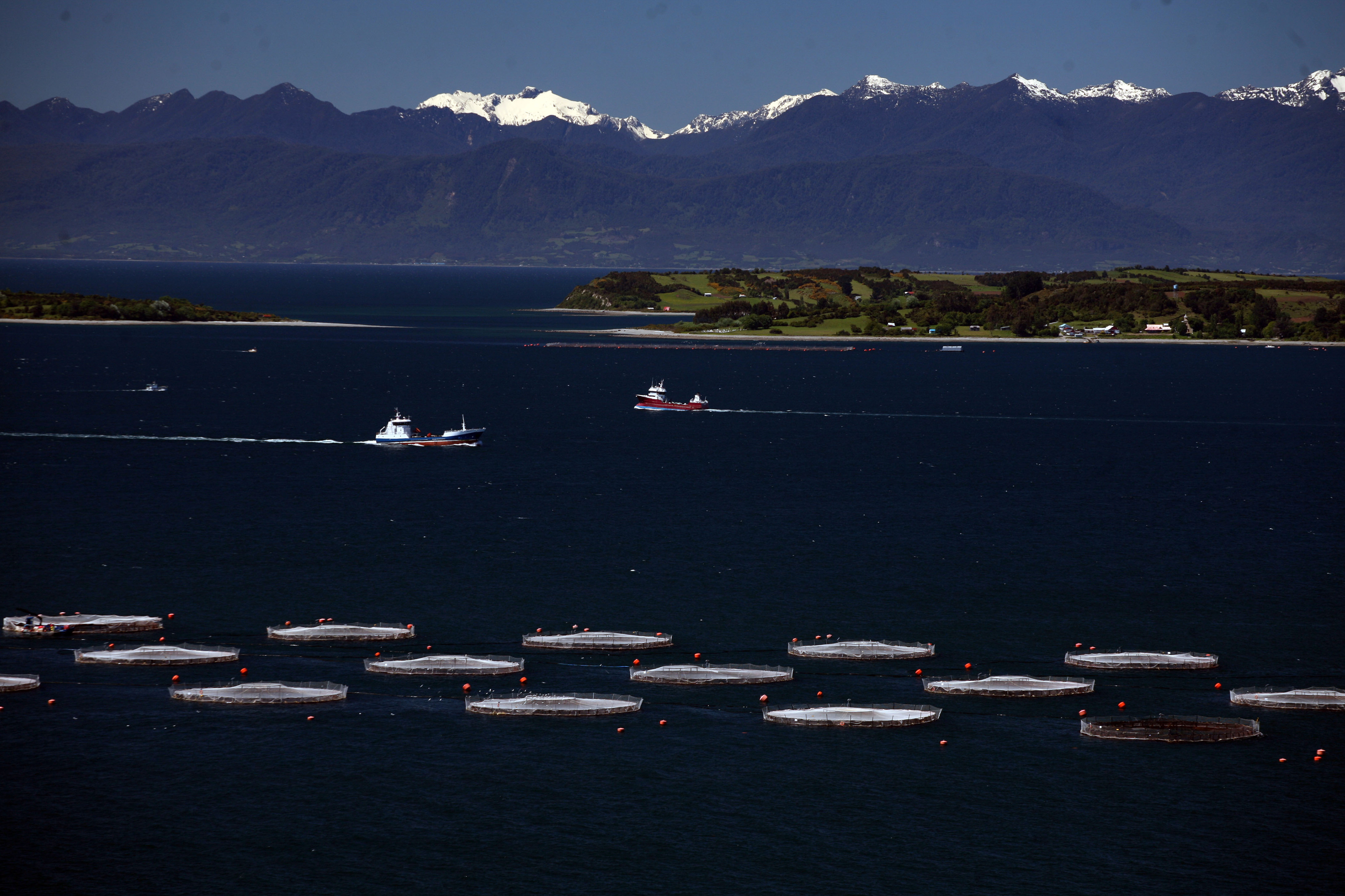 A Marine Harvest salmon farm floats in Huelmo Bay&nbsp;near Puerto Montt, Chile, on&nbsp;Nov. 14, 2007.&nbsp;