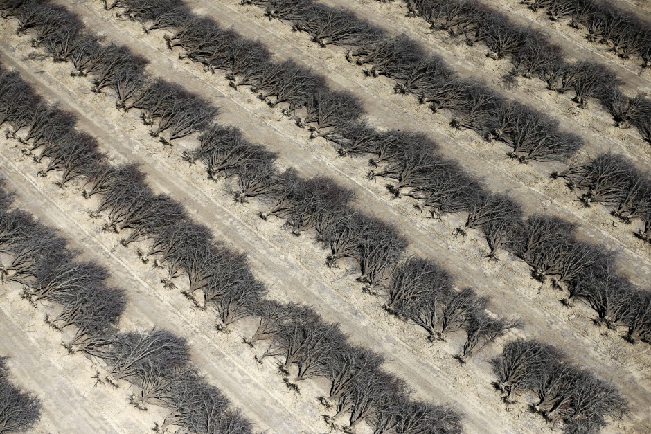 A field of dead almond trees is seen in Coalinga in the Central Valley, California.