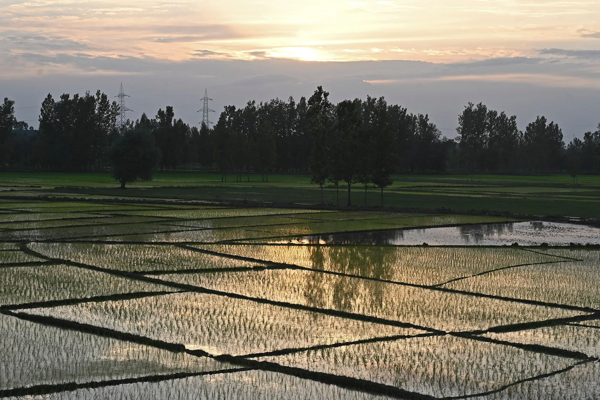 Rice fields&nbsp;on the outskirts of Srinagar, on June 16.