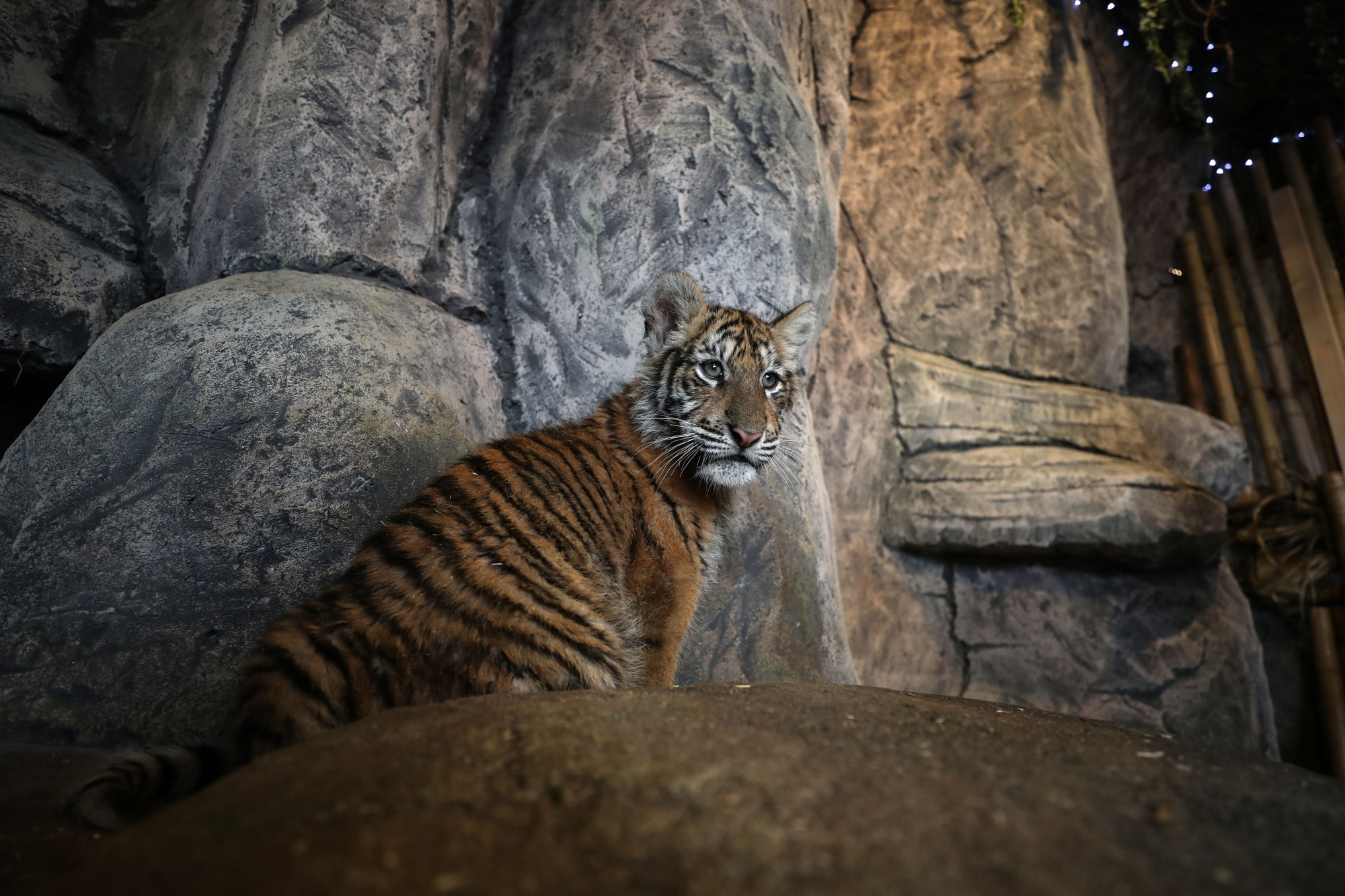 Tiger In NYC Zoo Becomes First Animal In US to Get COVID-19