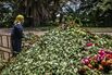 The Crash of the $8.5 Billion Global Flower Trade