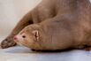 Mink grown in fur farming.