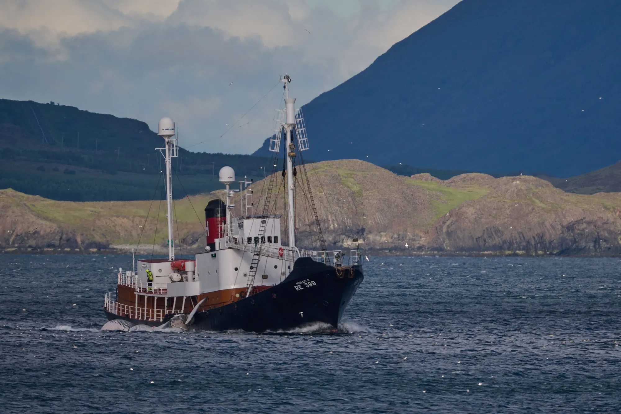 A ship transports&nbsp;a fin whale off its hull to a processing plant in Hvalfjordur, Iceland.
